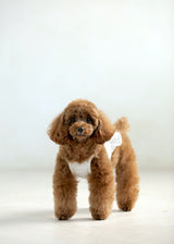 シャーリングキャミソール S M L LL